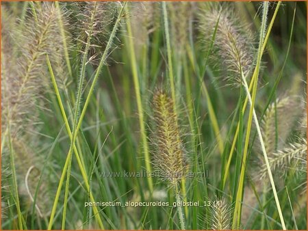 Pennisetum alopecuroides &#39;Gelbstiel&#39;