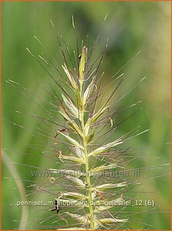 Pennisetum alopecuroides &#39;Gelbstiel&#39;