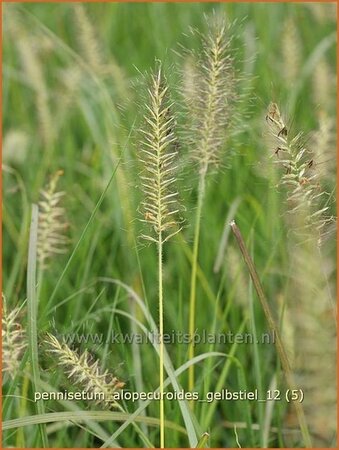 Pennisetum alopecuroides &#39;Gelbstiel&#39;