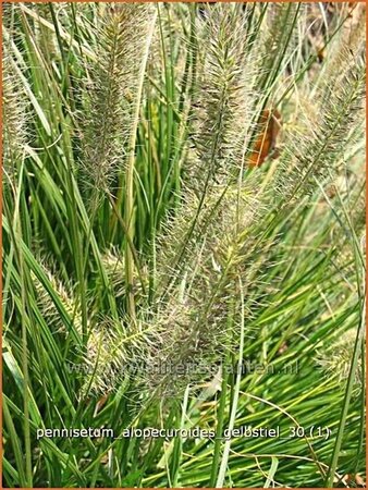 Pennisetum alopecuroides &#39;Gelbstiel&#39;