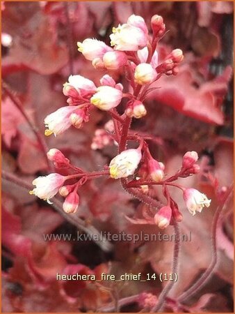 Heuchera &#39;Fire Chief&#39;