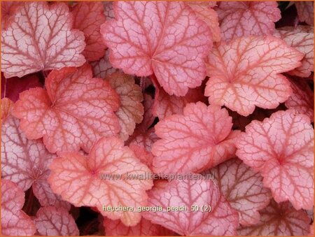 Heuchera &#39;Georgia Peach&#39;