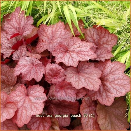 Heuchera &#39;Georgia Peach&#39;