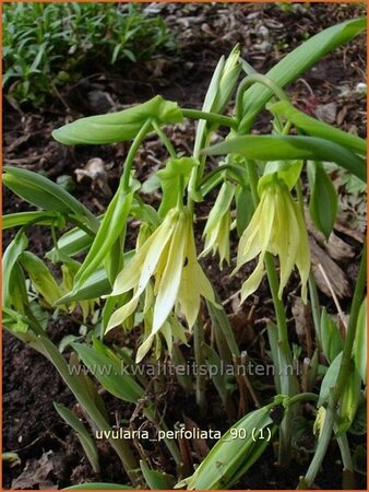 Uvularia perfoliata