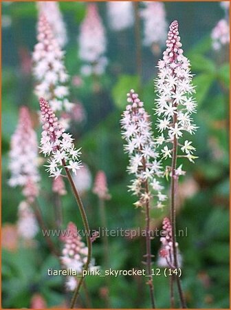 Tiarella &#39;Pink Skyrocket&#39;