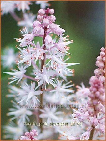 Tiarella &#39;Pink Skyrocket&#39;