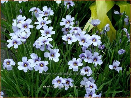 Sisyrinchium &#39;Devon Skies&#39;