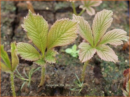 Rodgersia &#39;Die Stolze&#39;