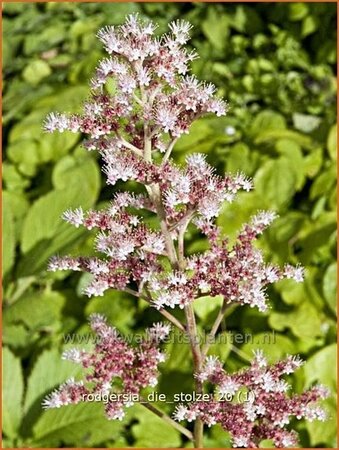 Rodgersia &#39;Die Stolze&#39;