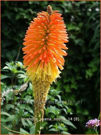 Kniphofia uvaria &#39;Nobilis&#39;