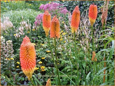 Kniphofia uvaria &#39;Nobilis&#39;