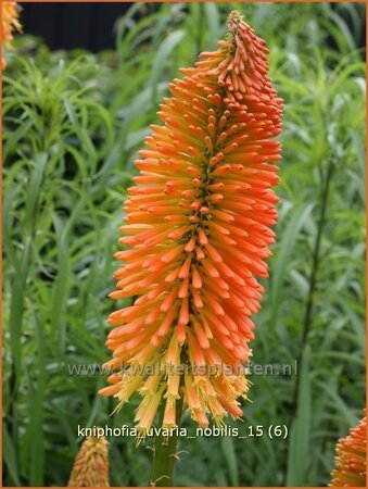 Kniphofia uvaria &#39;Nobilis&#39;