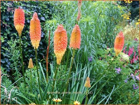 Kniphofia uvaria &#39;Nobilis&#39;