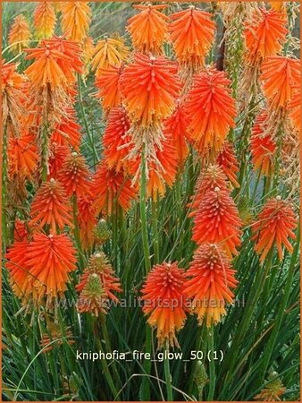 Kniphofia &#39;Fire Glow&#39;