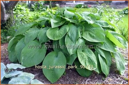 Hosta &#39;Jurassic Park&#39;