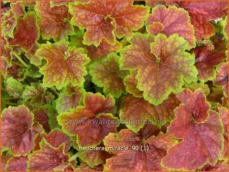 Heuchera &#39;Miracle&#39;