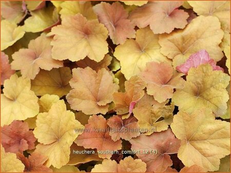 Heuchera &#39;Southern Comfort&#39;