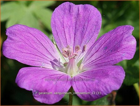 Geranium sanguineum &#39;Compactum&#39;