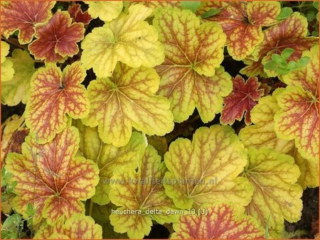 Heuchera &#39;Delta Dawn&#39;