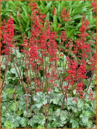 Heuchera &#39;Lipstick&#39;