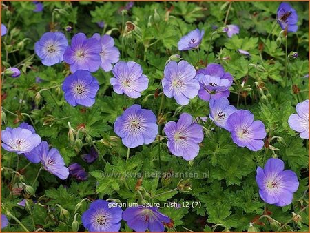 Geranium &#39;Azure Rush&#39;