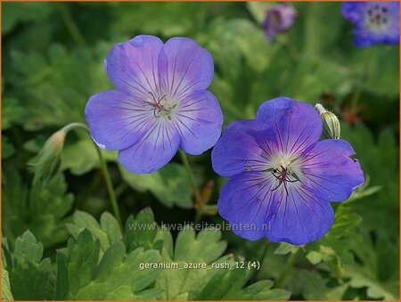 Geranium &#39;Azure Rush&#39;