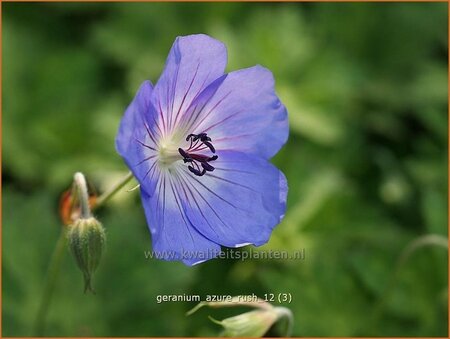 Geranium &#39;Azure Rush&#39;