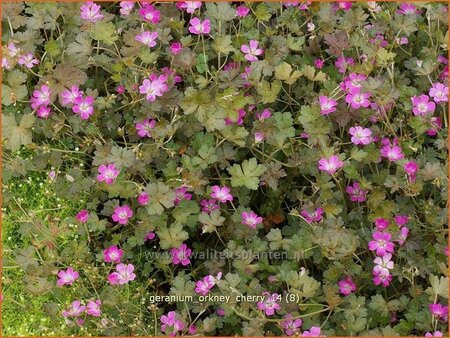 Geranium &#39;Orkney Cherry&#39;