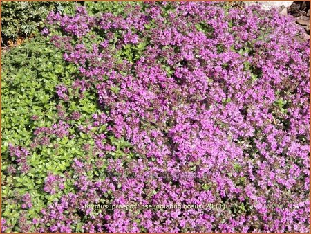 Thymus praecox &#39;Pseudolanuginosus&#39;