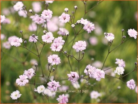 Gypsophila &#39;Jolien&#39;