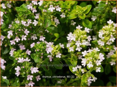 Thymus citriodorus