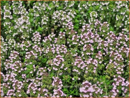 Thymus citriodorus