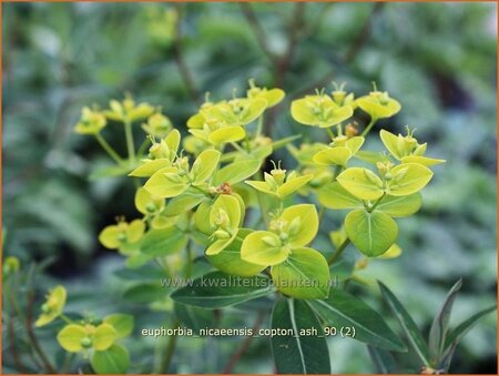 Euphorbia &#39;Copton Ash&#39;