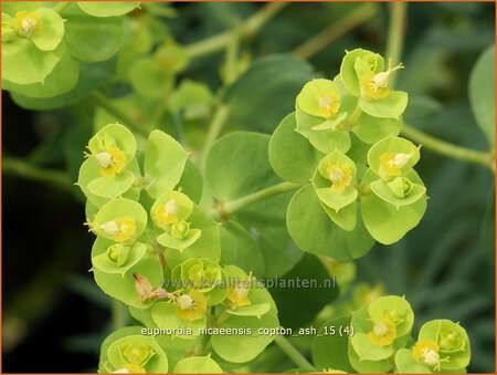 Euphorbia &#39;Copton Ash&#39;