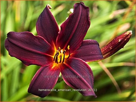 Hemerocallis &#39;American Revolution&#39;