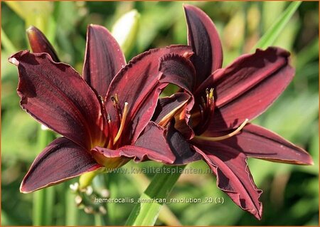 Hemerocallis &#39;American Revolution&#39;