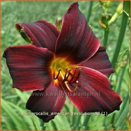 Hemerocallis &#39;American Revolution&#39;