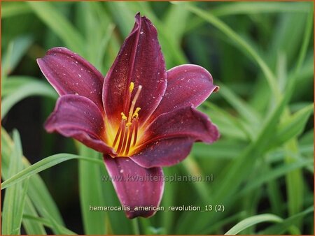 Hemerocallis &#39;American Revolution&#39;