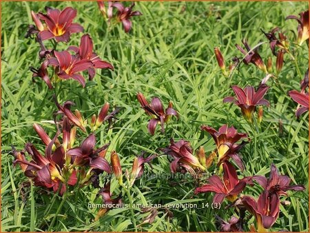 Hemerocallis &#39;American Revolution&#39;