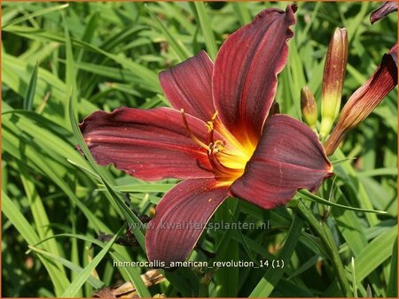 Hemerocallis &#39;American Revolution&#39;