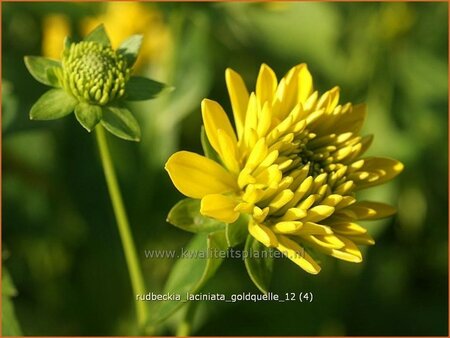 Rudbeckia laciniata &#39;Goldquelle&#39;
