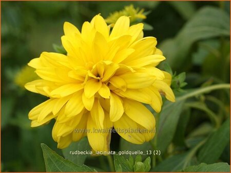 Rudbeckia laciniata &#39;Goldquelle&#39;