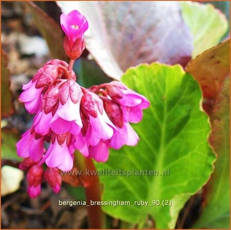 Bergenia &#39;Bressingham Ruby&#39;