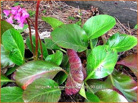 Bergenia &#39;Bressingham Ruby&#39;