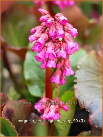 Bergenia &#39;Bressingham Ruby&#39;