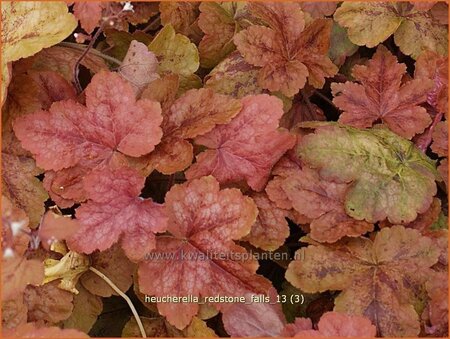 Heucherella &#39;Redstone Falls&#39;