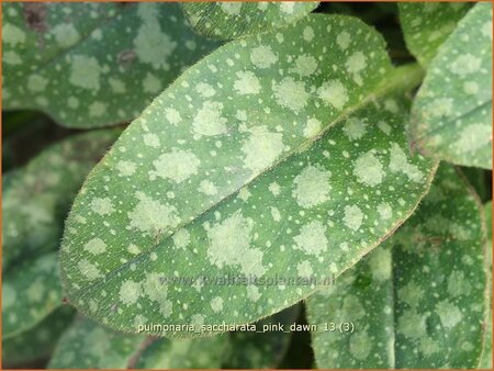 Pulmonaria saccharata &#39;Pink Dawn&#39;