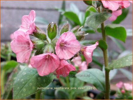 Pulmonaria saccharata &#39;Pink Dawn&#39;