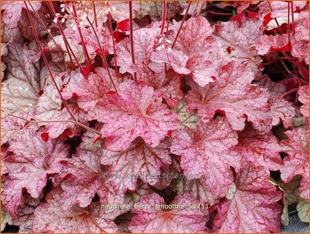 Heuchera &#39;Berry Smoothie&#39;