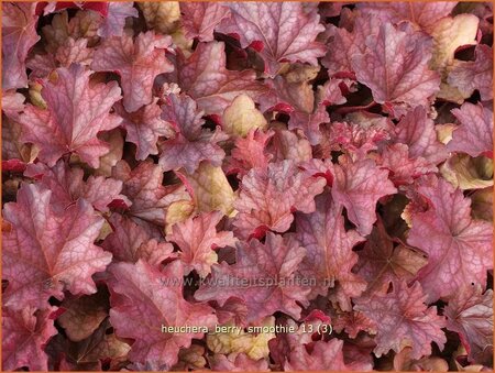 Heuchera &#39;Berry Smoothie&#39;